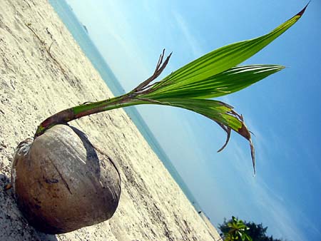 coconut