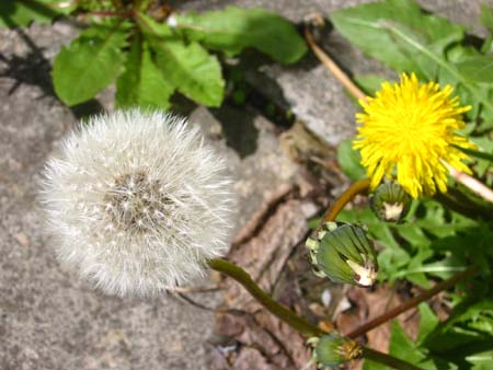 dandelion