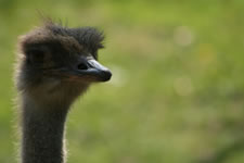 emu