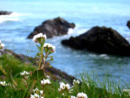 flowersandrocks