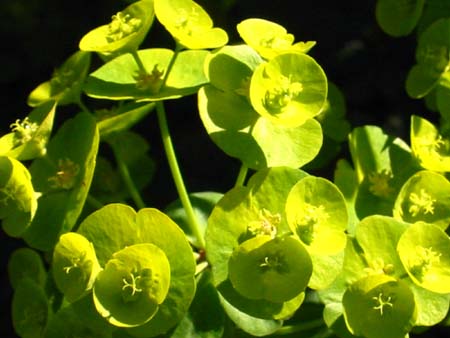 greenflowers