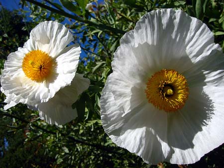puckerdaisy2