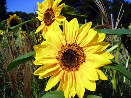 sunflowers