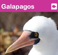 Galapagos